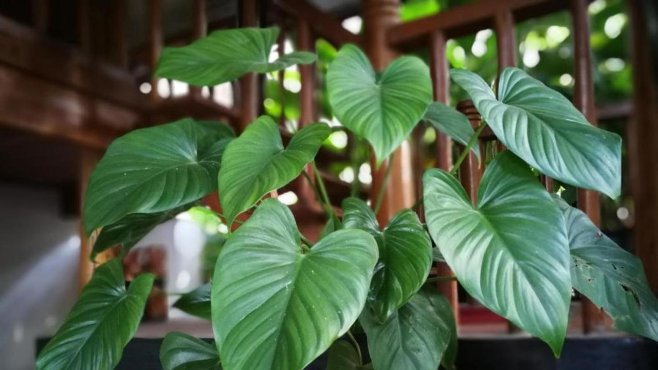 Maison Model D'Angkor Siem Reap Eksteriør bilde